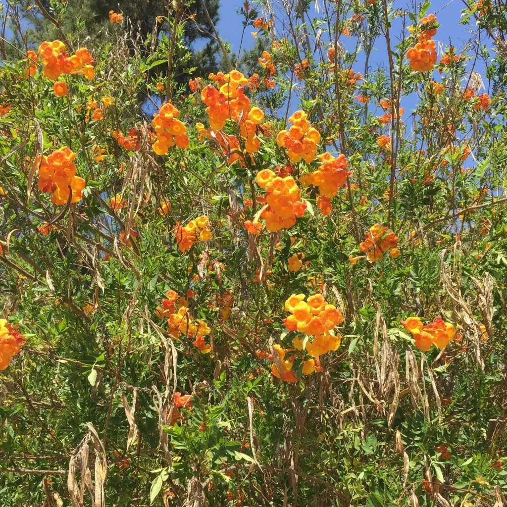 Blooming Orange Jubilee Desert Plant at Garden