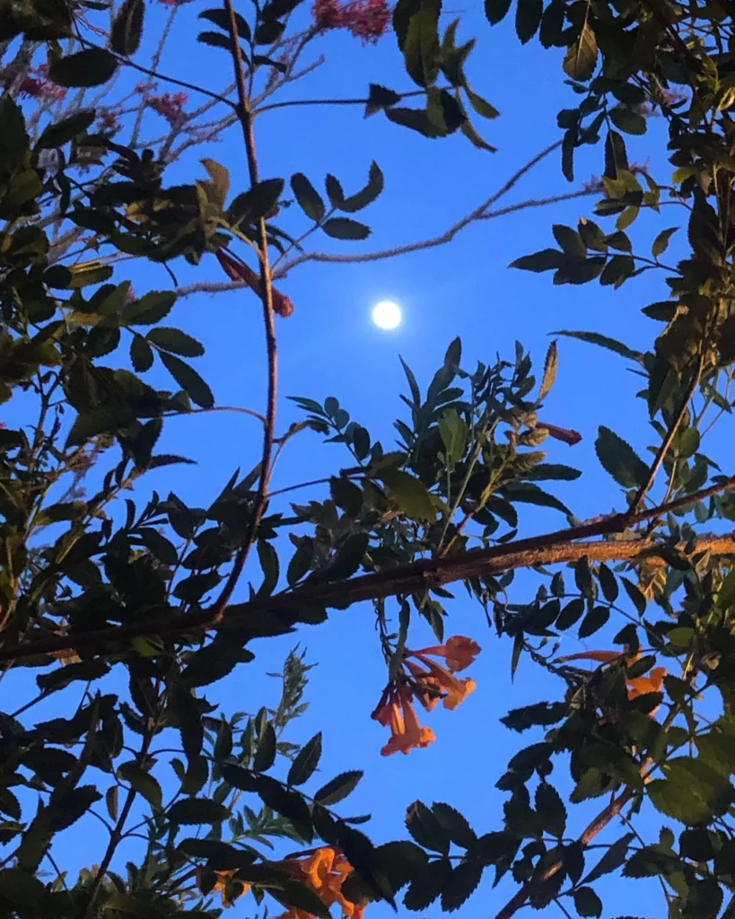 Moon viw through Orange Jubilee Desert Plant at Night