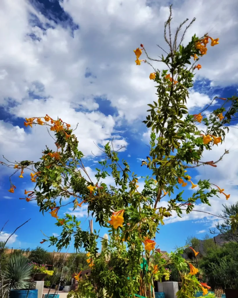 Orange Jubilee Plant with Flowers and Sky with Clouds as background