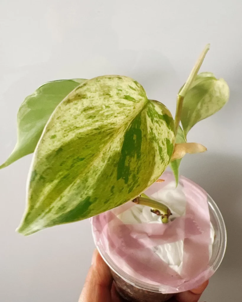 Philodendron Hederaceum Growing in 4" Plastic Pot Covered with Paper