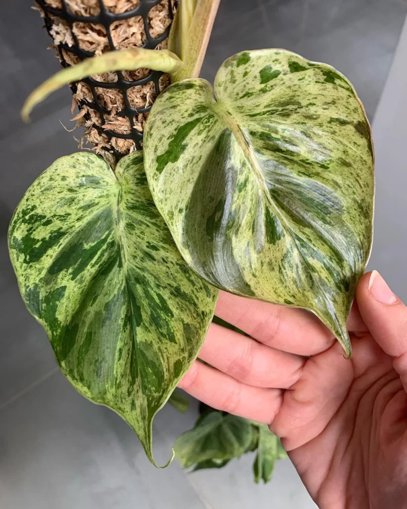 Philodendron Hederaceum Leaf Close up Photo with it's Moss Pole
