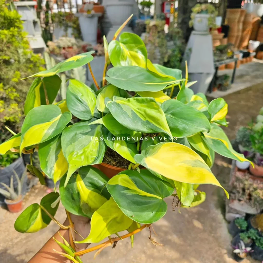 Gardener Showing Philodendron Hederaceum In Brown Color Clay Pot