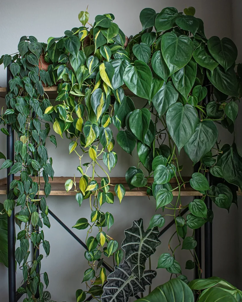 Philodendron Hederaceum In Brown Clay Pot Displayed On Wooden Stand