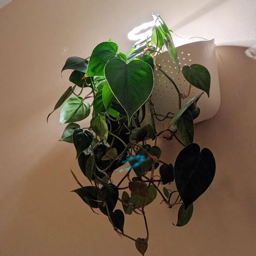 Philodendron Hederaceum In 8" White Color Pot Hanging In Wall Observing Light through Electic Lamp at Home