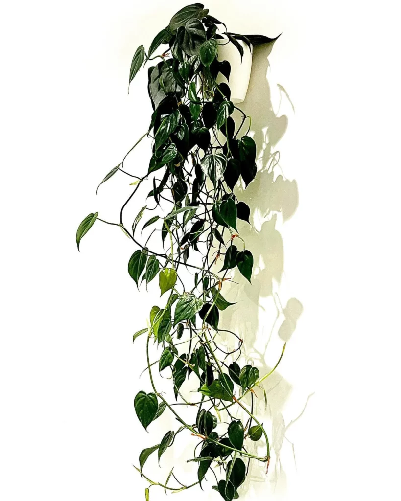 Philodendron Hederaceum In 6" White Pot hanging In Wall Thriving towards Down