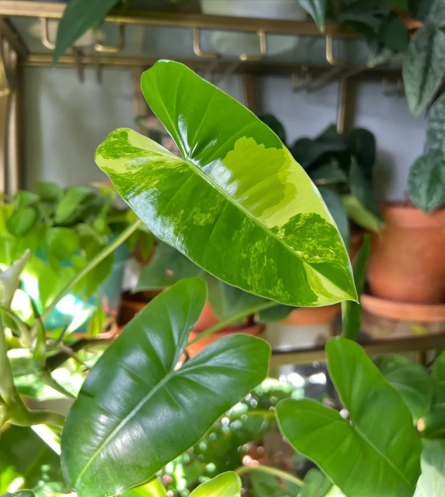 Philodendron Hederaceum Leaves Close up View