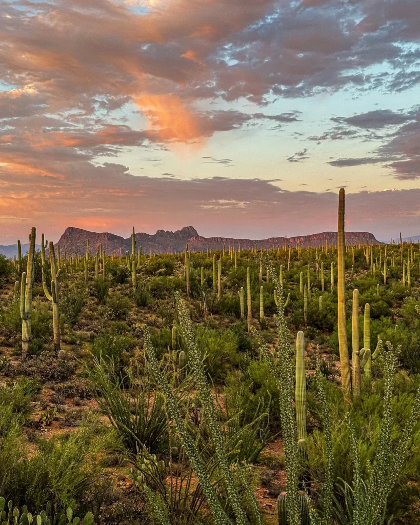 Saguaro Cactus Desert Plants In Various Sizes Growing Naturally In Forest
