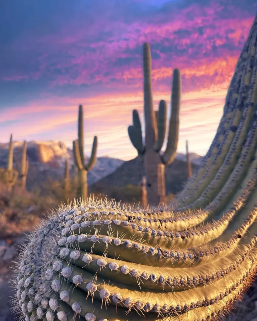 Closer view of Saguaro Cactus Desert Plant with colorful sky background