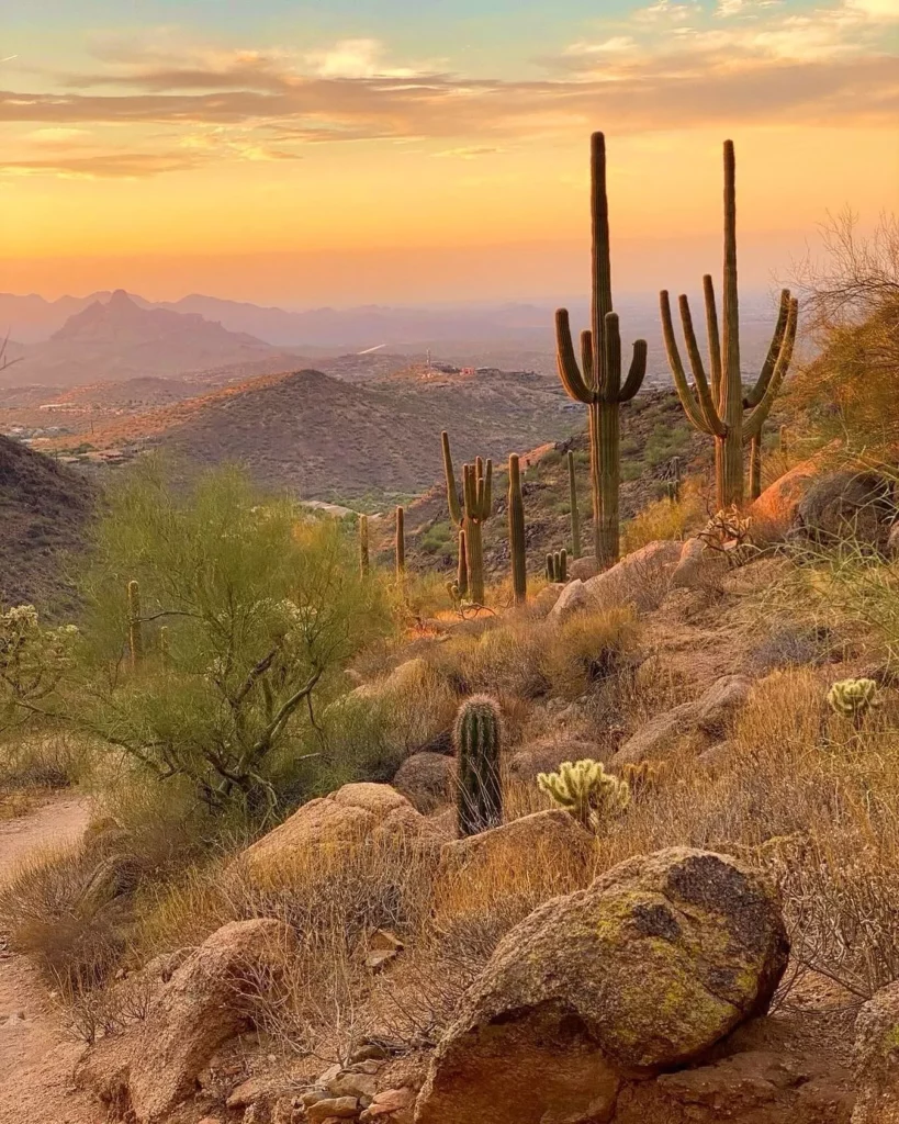Fully Grown Saguaro Cactus Plants In Hill Side