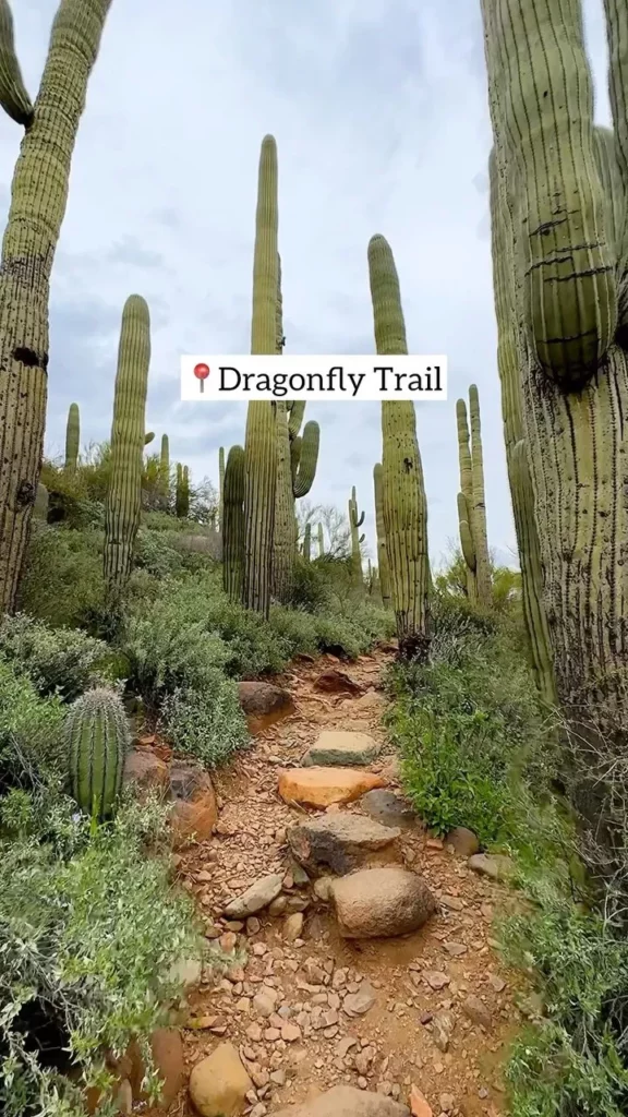 10 Feet Tall Saguaro Cactus Desert Plants In Forest