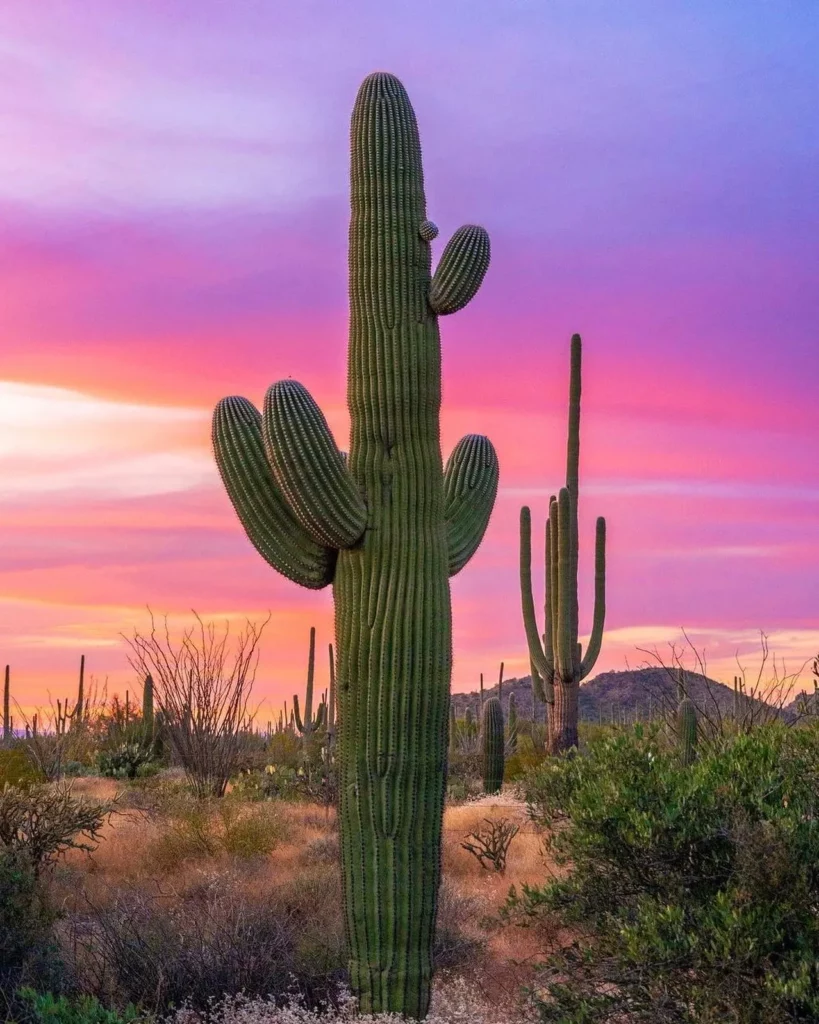 Close up Photo of Saguaro Cactus Desert Plant