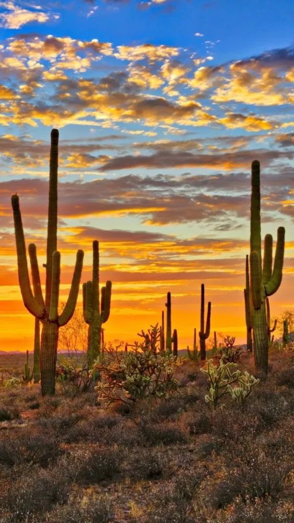 Saguaro Cactus Plants In Forest with Cloudy Sky Background