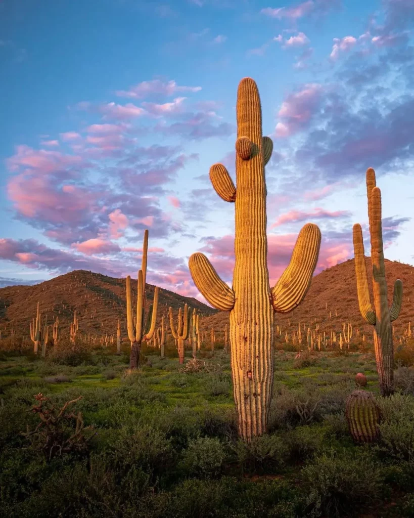 Group of Saguaro Cactus Desert Plants Growing Naturally In Forest