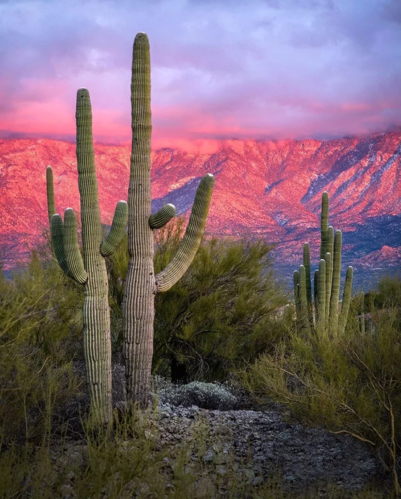 Saguaro Cactus Plant Growing Naturally In Forest Area