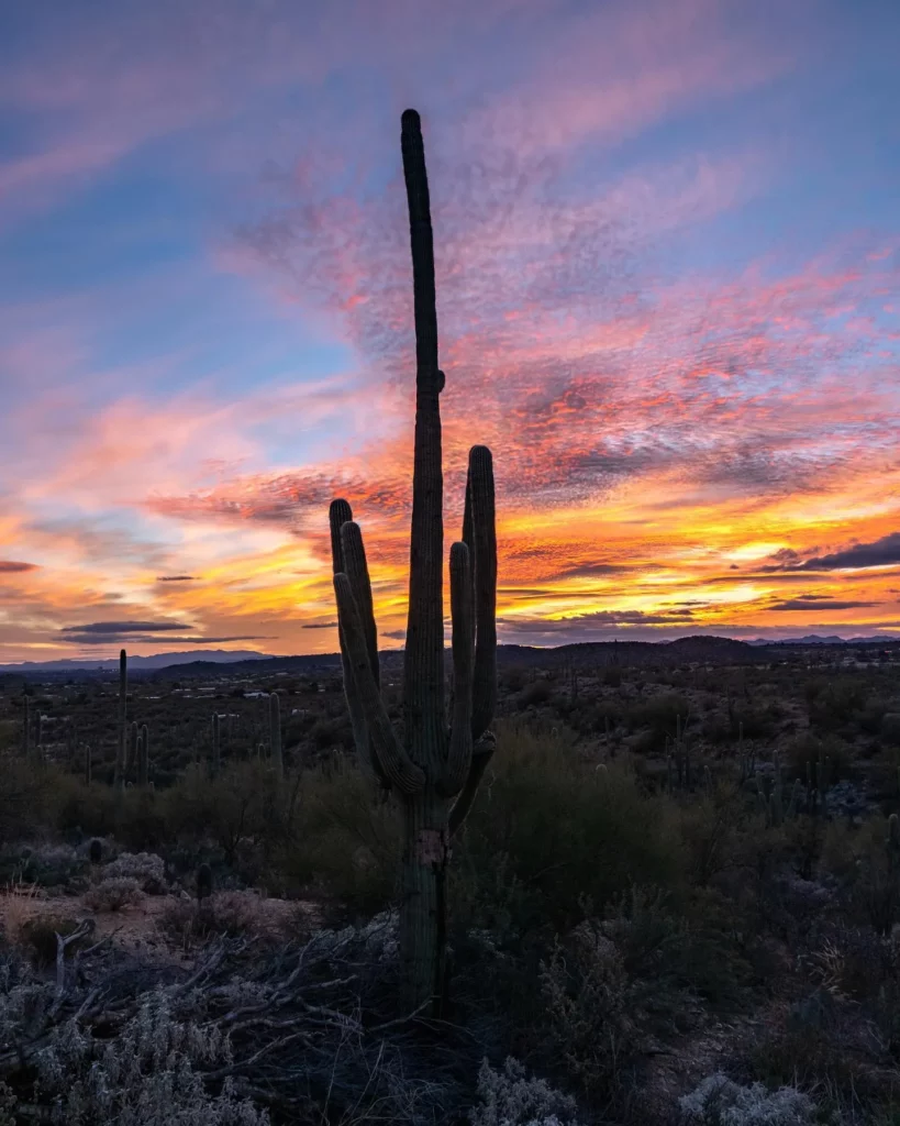 Naturally Grown Saguaro Cactus Desert Plant In Forest Photo Taken During Sunset