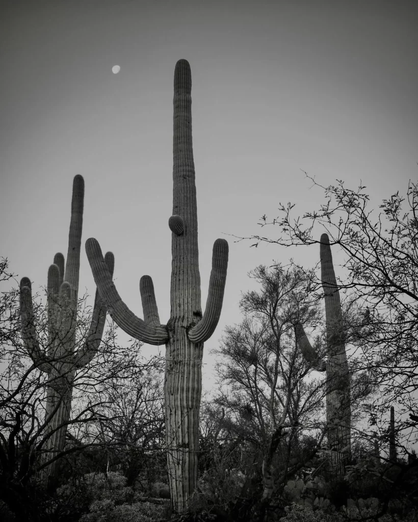 12 Feet Tall Saguaro Cactus Plants Photo at Night
