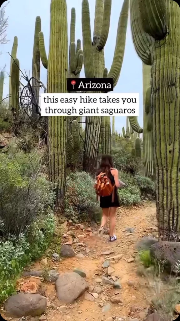 Girl Standing near Tallest Saguaro Cactus Desert Plants In Forest