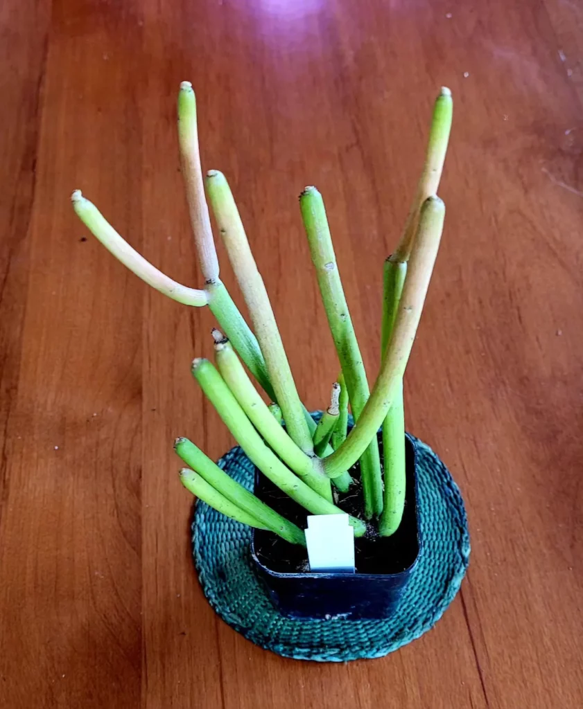 Sticks of Fire Plant In 4" Black Color Square Shape Pot On Wooden Floor at Home
