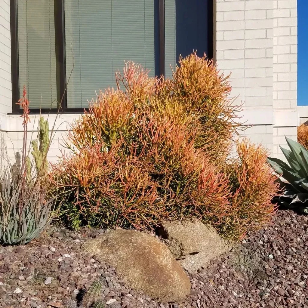 Sticks of Fire Growing On Garden Ground
