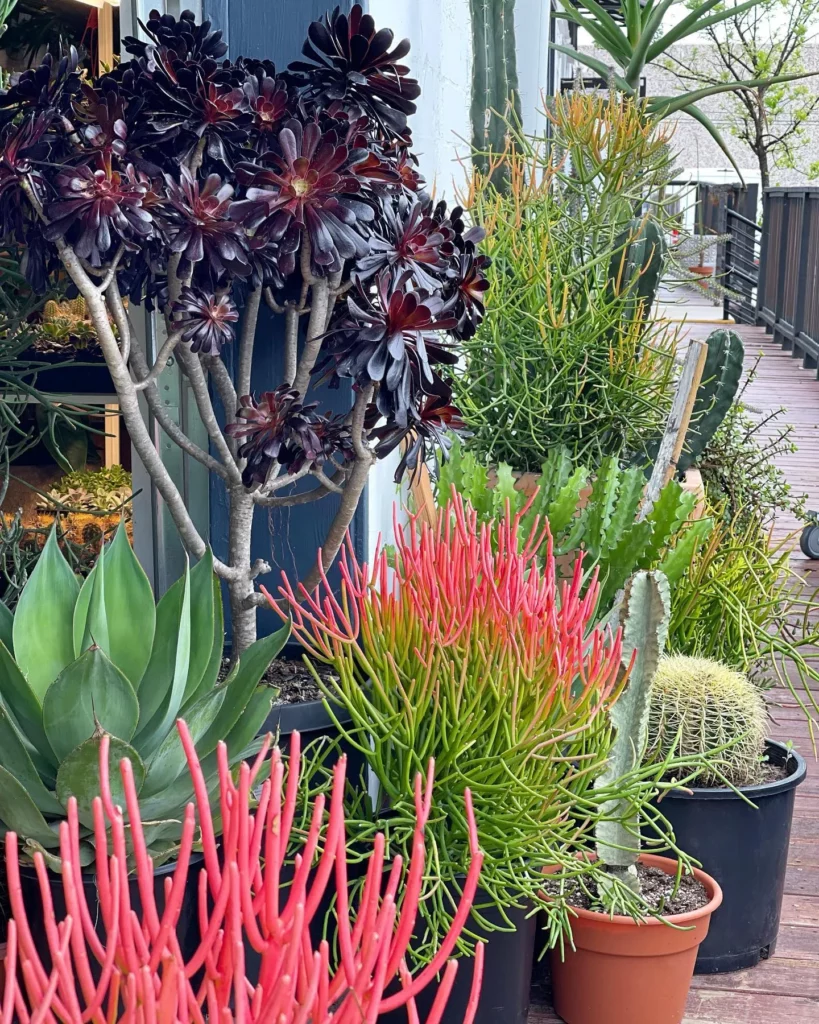 Attractive Sticks of Fire Plant with other Desert Plants Displayed on Garden Pathway
