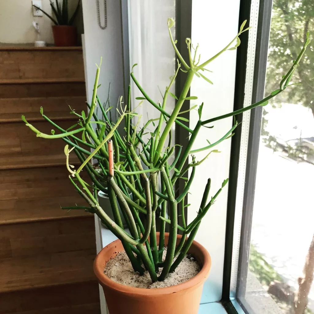 Sticks of Fire Desert Plant In 12" Brown Color Clay Pot On Wall Observing light through the Window at Home