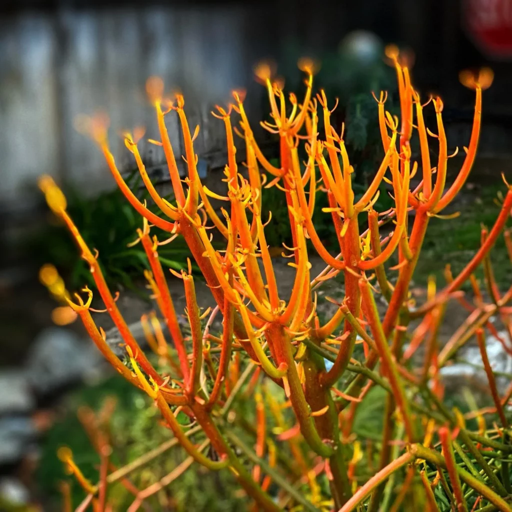 Close up Photo of Sticks of Fire Desert Plant Stems