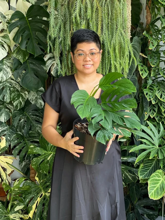 Happy Girl Posing with Monstera Pinnatipartita In 8" Black Pot with Other Indoor Plants Around Her In Garden