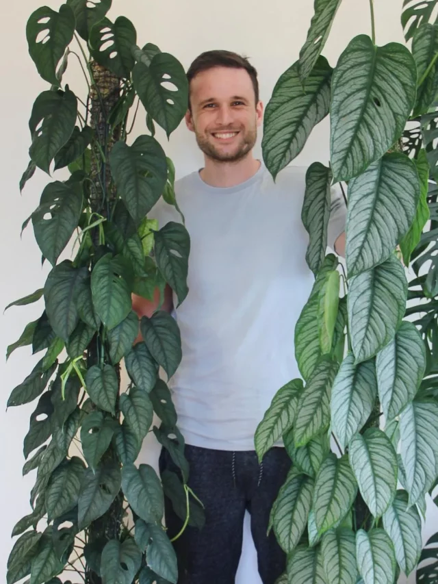 Man with 7 Feet Monstera Siltepecana (Silver Monstera) and it's Moss Pole