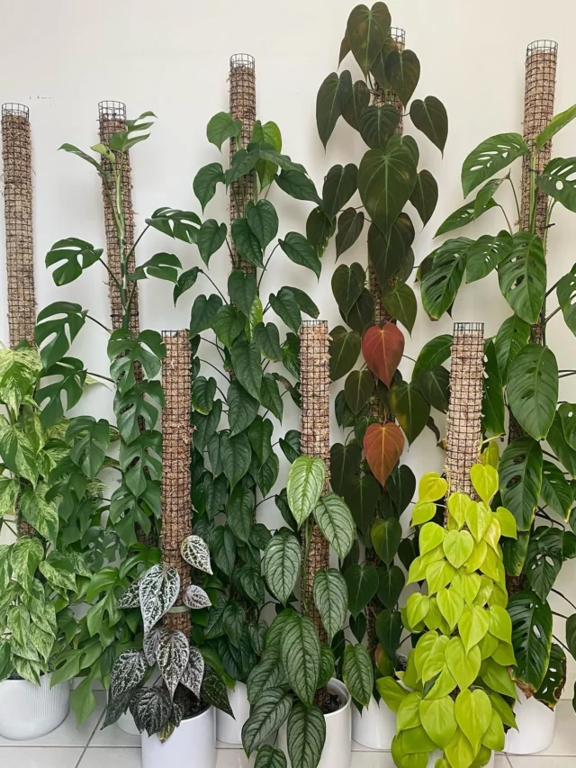 Monstera Siltepecana (Silver Monstera) with Other Indoor Plants and it's Moss Poles at Home