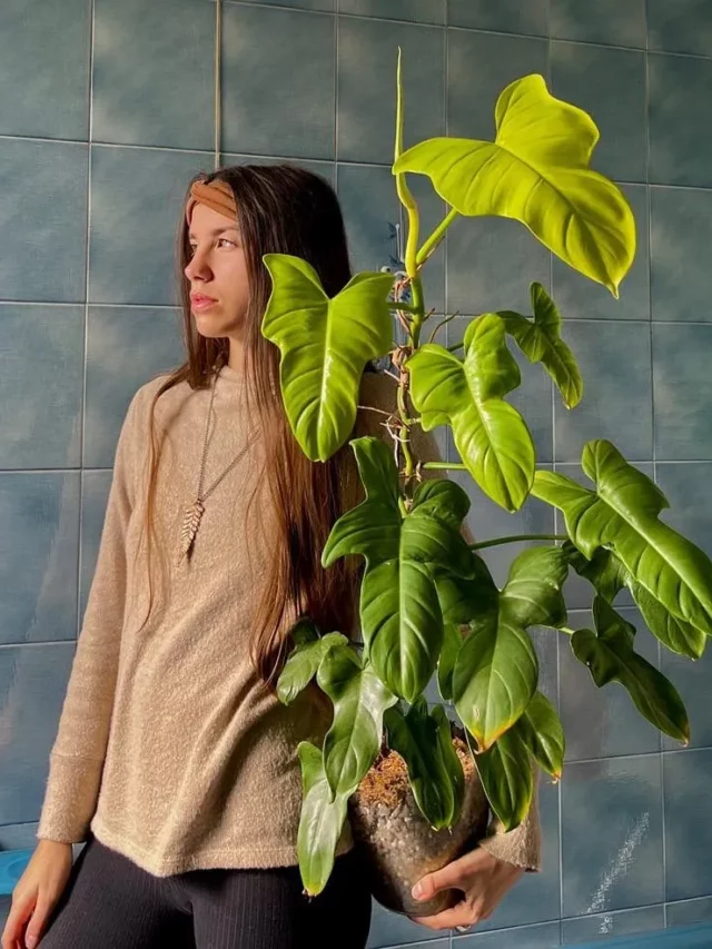 Girl Posing with Philodendron Bipennifolium At her Home