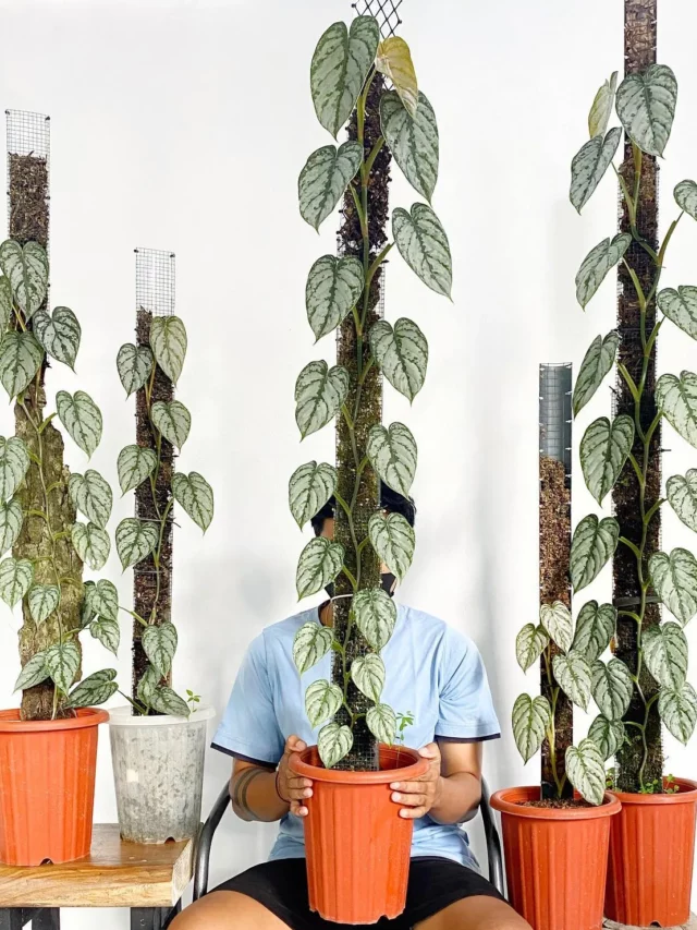 Large Philodendron Repotting? Avoid Common Mistakes!