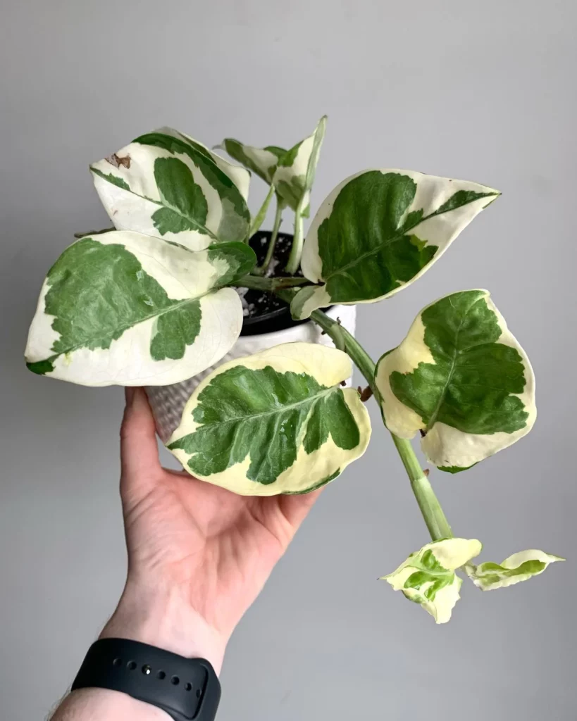 Pothos Plant In 4" White Round Pot Held In Human Hand
