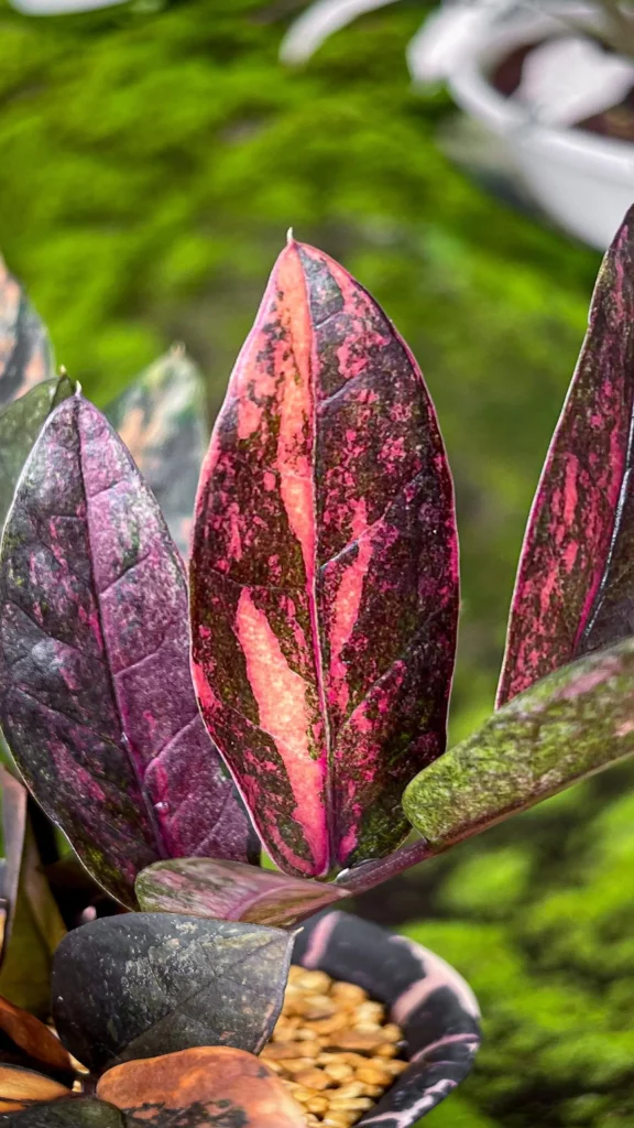 Close up Photo of ZZ Plant (Zamioculcas Zamiifolia) Leaves