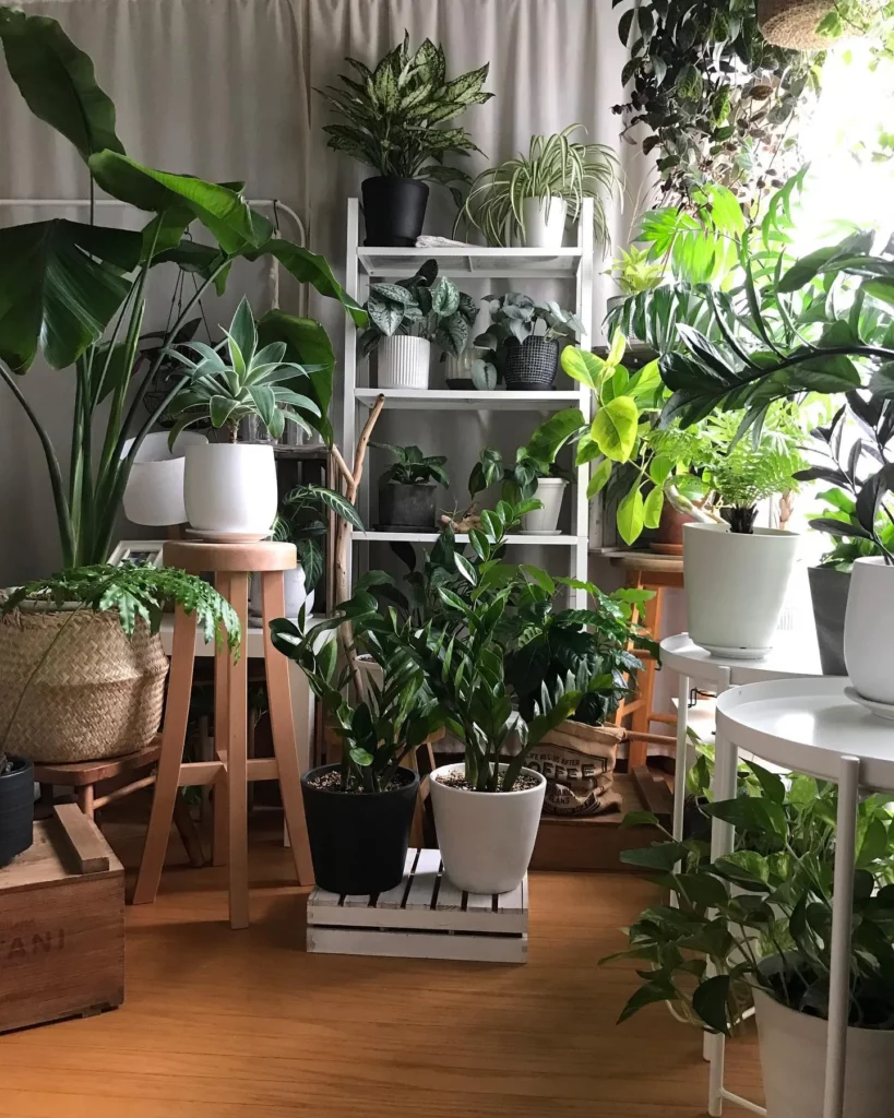 ZZ Plant (Zamioculcas Zamiifolia) In White Round Pot Displayed with Other Plants at Home Garden Area
