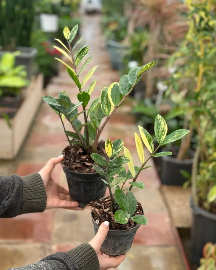 Gardener Carrying Two ZZ Plants (Zamioculcas Zamiifolia) at Garden Area
