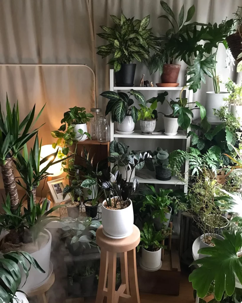 ZZ Plant (Zamioculcas Zamiifolia) Displayed with other Plants at Home Garden Area Observing Electricl Lamp Light