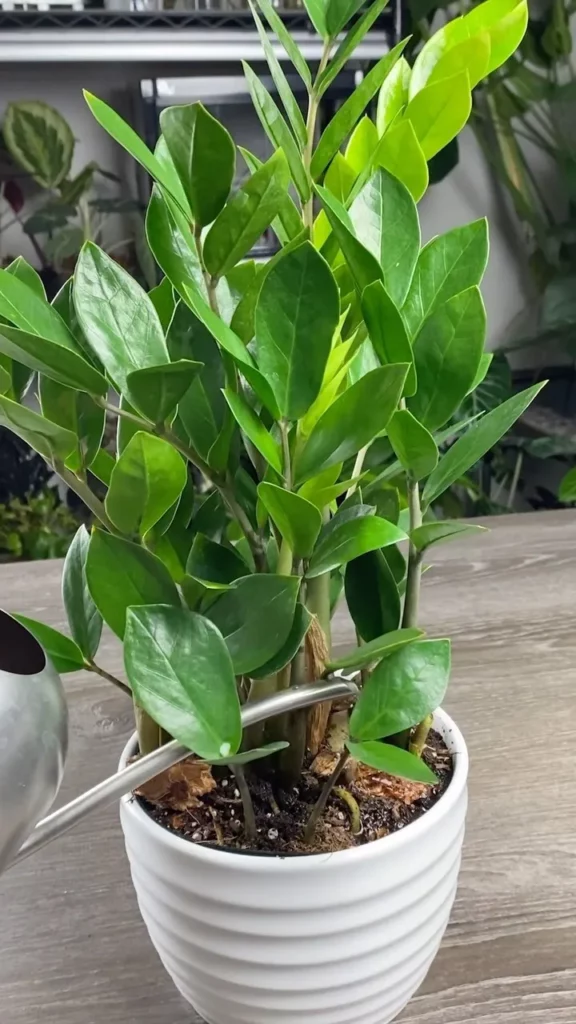 ZZ Plant (Zamioculcas Zamiifolia) In White Color Ceramic Pot On Wooden Floor at Home Garden Area
