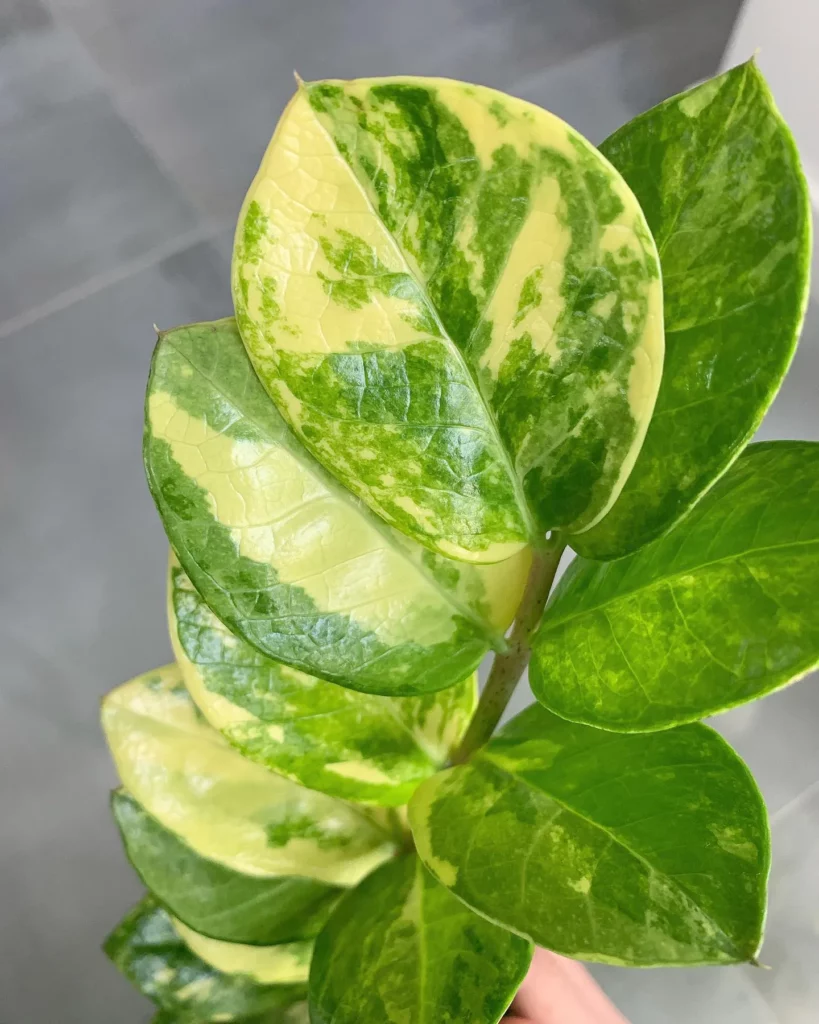 Close View of ZZ Plant (Zamioculcas Zamiifolia) Leaves