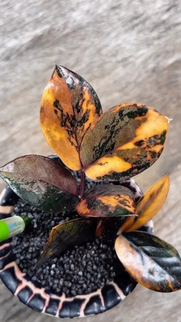 Top View of ZZ Plant (Zamioculcas Zamiifolia) In Round Pot On Wooden Floor at Home