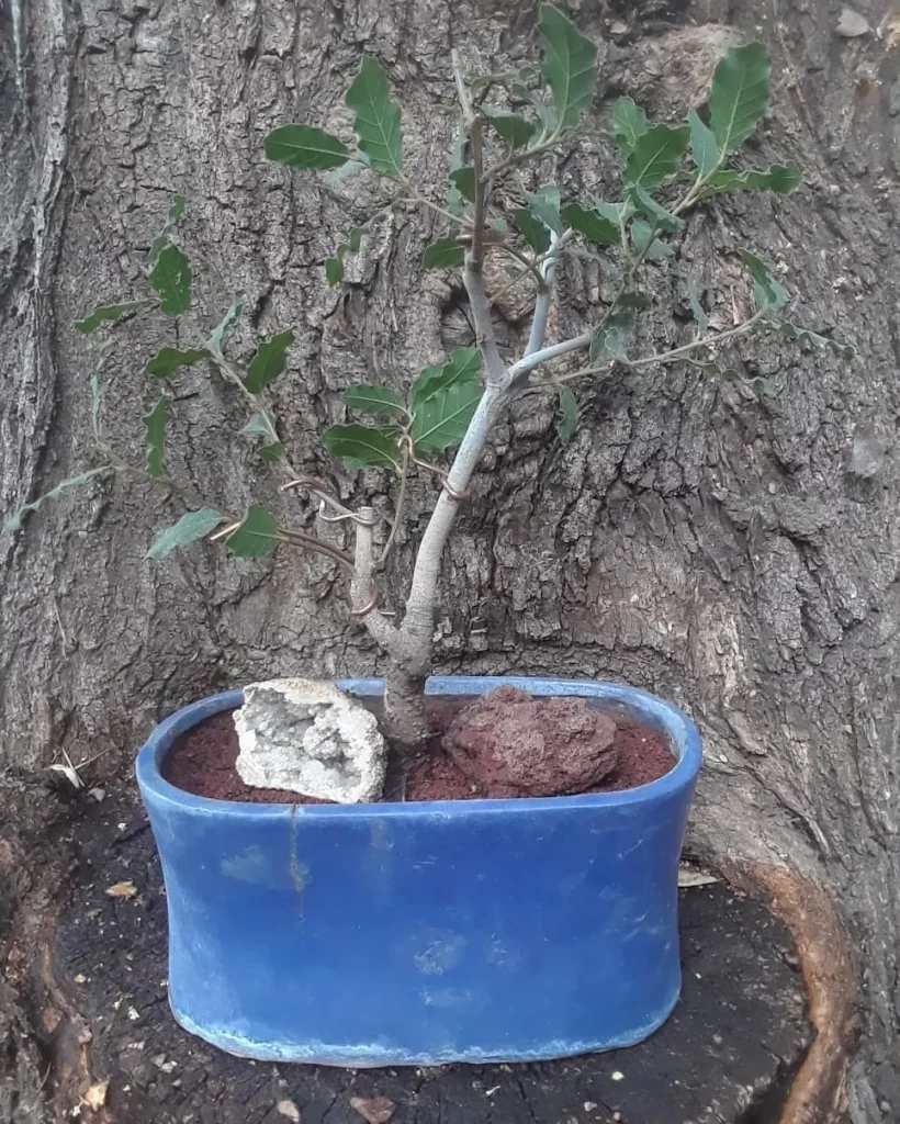 Aluminium Wired 1.5 Feet Tall Cork Oak Bonsai (Quercus Suber) Plant In Ceramic Pot at Garden Area