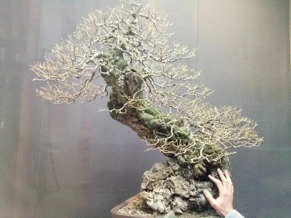Cork Oak Bonsai (Quercus Suber) Tree In Square Shape Pot at Home Garden