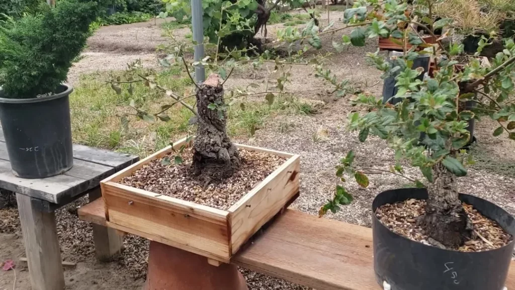 Cork Oak Bonsai (Quercus Suber) Tree Displayed with other Plants on Wooden Rack at Garden Area
