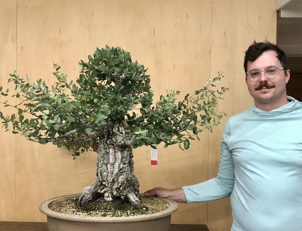 Man Posing with 1.5 Feet Tall Cork Oak Bonsai (Quercus Suber) Tree In Round Ceramic Pot at Garden