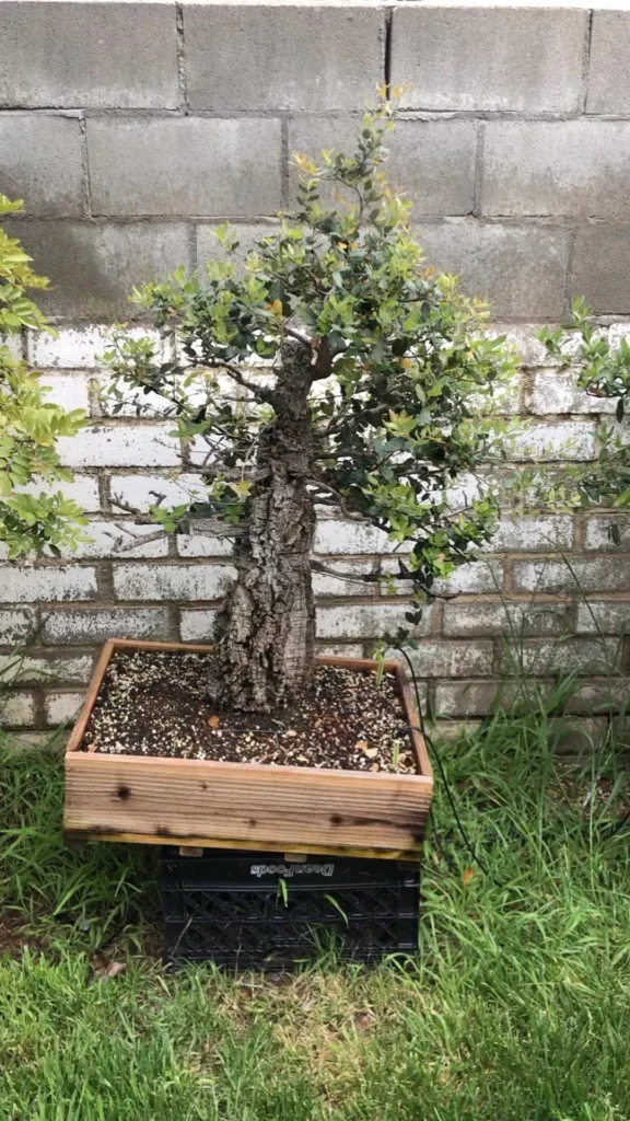 2 Feet Tall Cork Oak Bonsai (Quercus Suber) Tree In Square Shape Wooden Box on Garden Ground