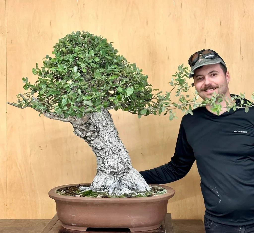 Happy man Posing with Cork Oak Bonsai (Quercus Suber) Tree In Clay Pot on Table at Garden