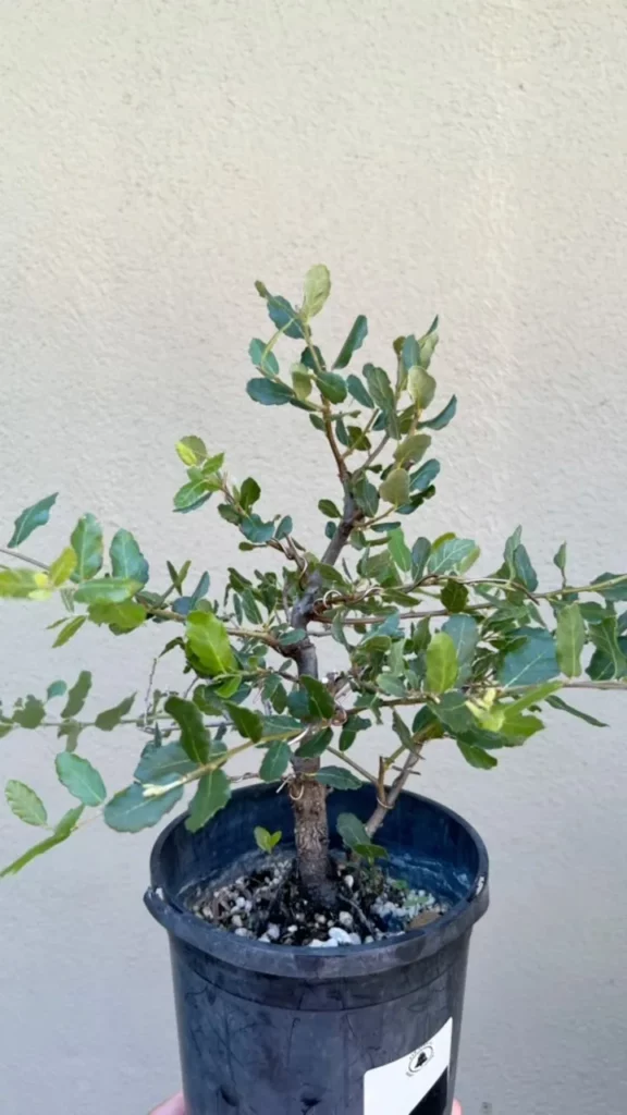 1.5 Feet Tall Aluminium Wired Cork Oak Bonsai (Quercus Suber) Tree In Round Pot at Home