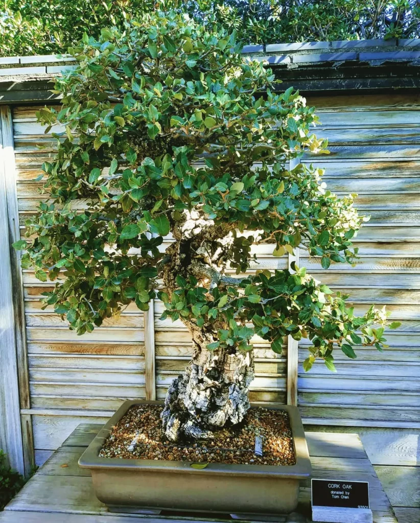3 Feet Tall Cork Oak Bonsai (Quercus Suber) Plant In Square Shape Ceramic Pot On Wooden Stand at Home Garden