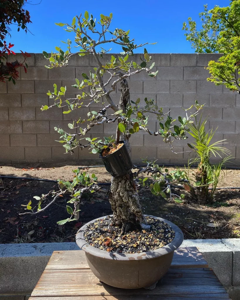 Aluminium Wired Cork Oak Bonsai (Quercus Suber) Plant In Round Pot On Wooden Stand Observing Sunlight Directly at Garden Area