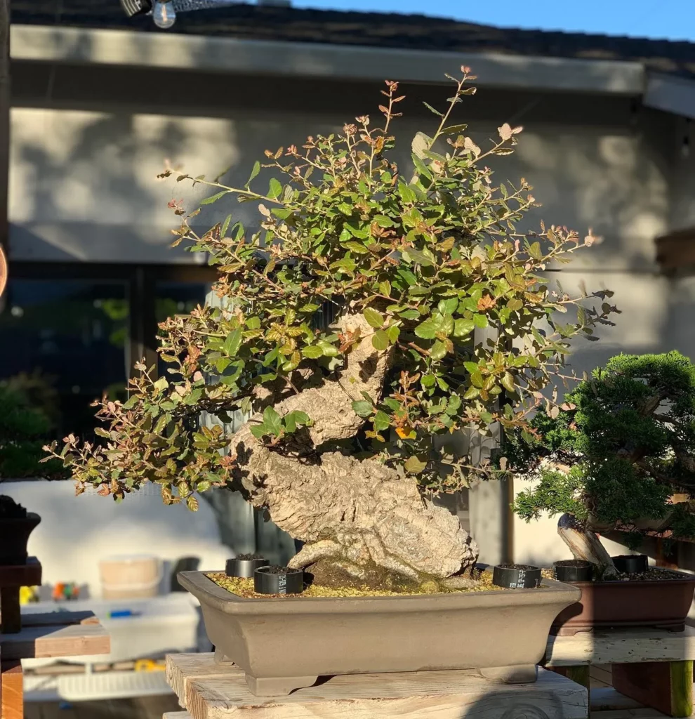 Cork Oak Bonsai (Quercus Suber) Tree In Square Shape Pot Observing Sunlight Through The Window at Bonsai Garden