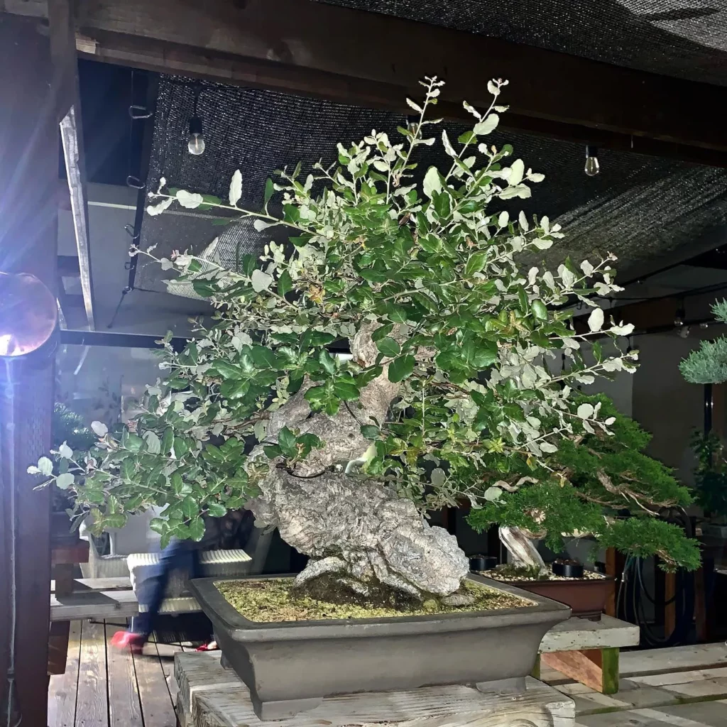 Old Cork Oak Bonsai (Quercus Suber) Tree In Square Shape Pot at Garden Area
